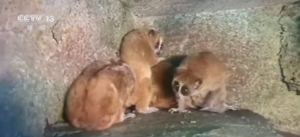 非法收購出售瀕危野生動物7人獲刑西寧環(huán)保驗(yàn)收公司