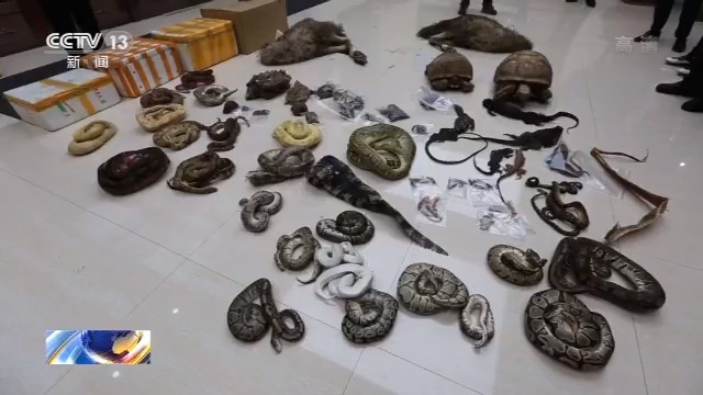 非法收購出售瀕危野生動物7人獲刑西寧環(huán)保驗(yàn)收公司