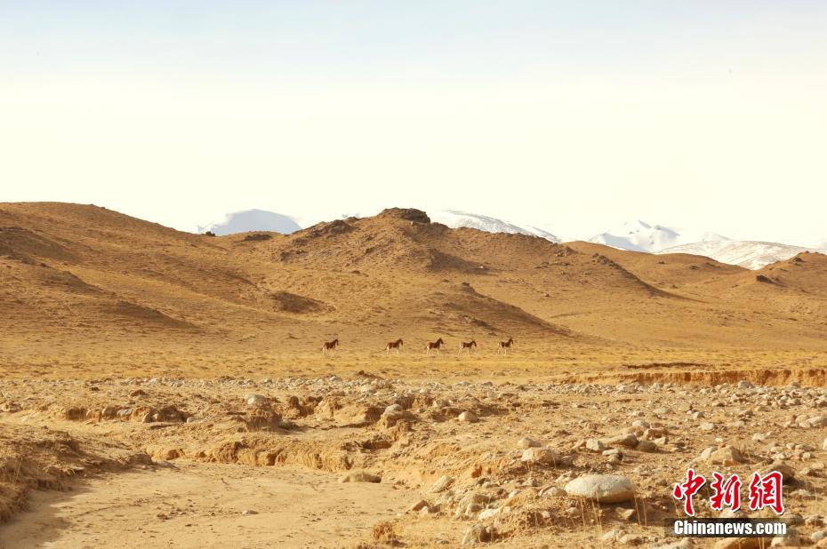 實(shí)拍冬季昆侖山腹西寧環(huán)保公司地:野生動(dòng)物成群結(jié)隊(duì)