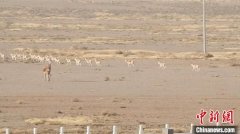 氣溫驟降 野生黃羊、蒙古野驢到中蒙邊境覓食成新年景觀西寧水保