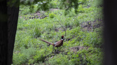 山西精衛(wèi)湖國家濕地公園生態(tài)環(huán)境改善 成鳥類棲息樂園青海防洪評價(jià)